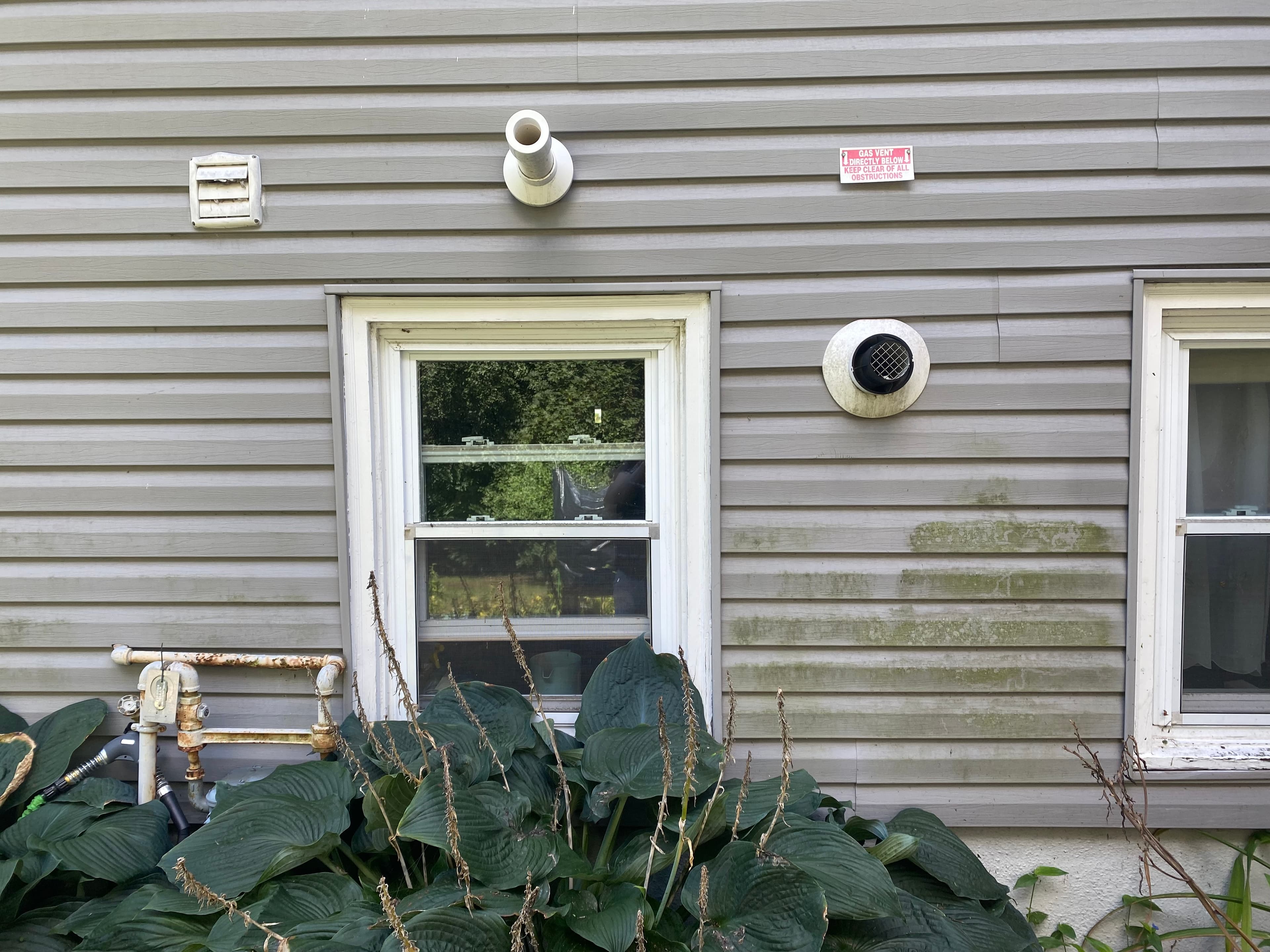 Grey siding featuring a white window, utility vents, algae stains, and large green hosta plants.